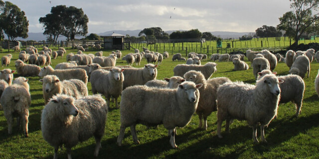 sheeps 1761921 1920