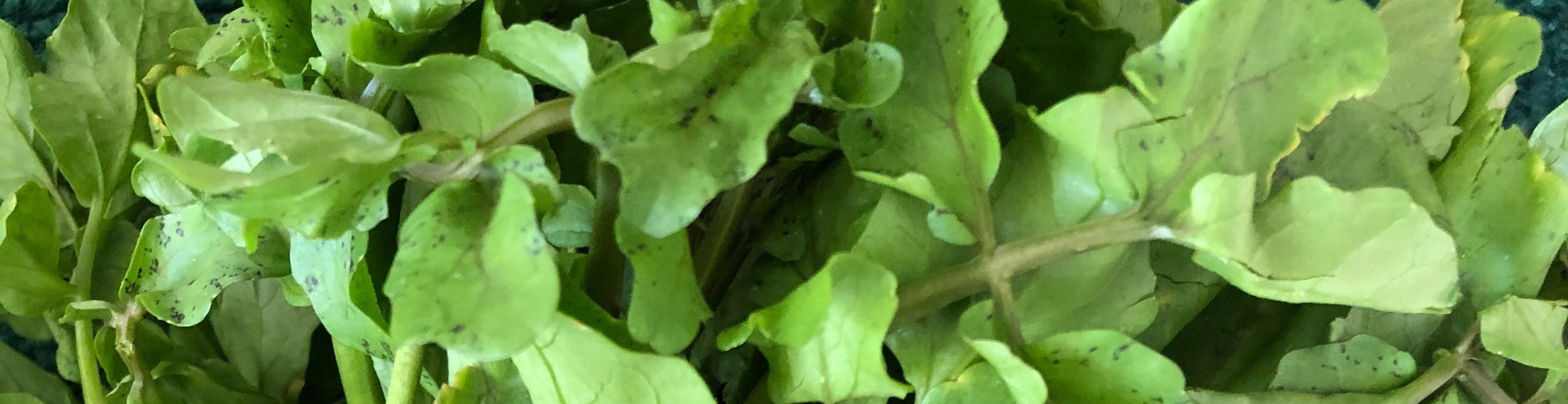 watercress