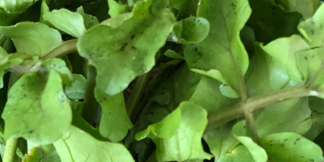 watercress
