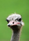 Ostrich - pixabay