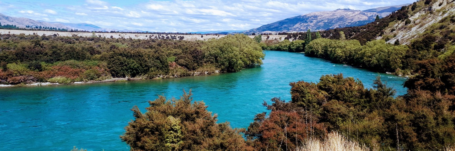 Pied shag on the water from the Upper Clutha River Trail