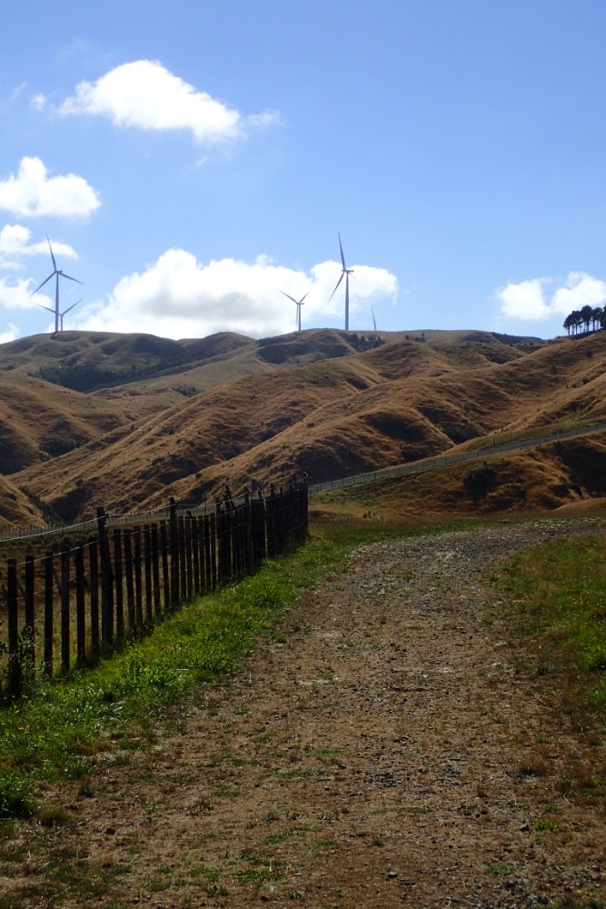 Pipiwharauroa Trail 