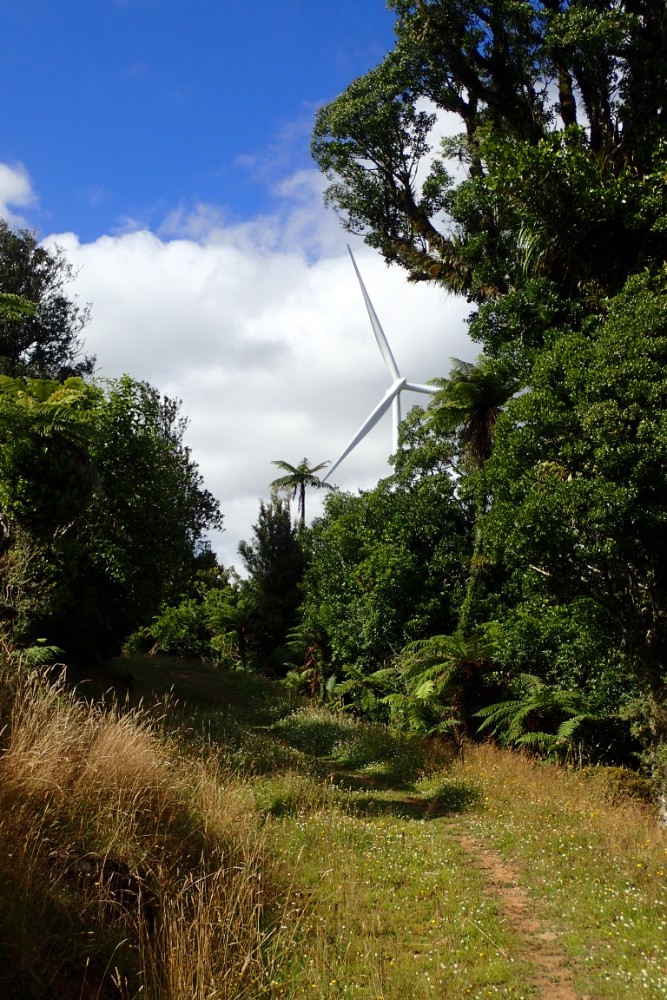 Pipiwharauroa Trail 