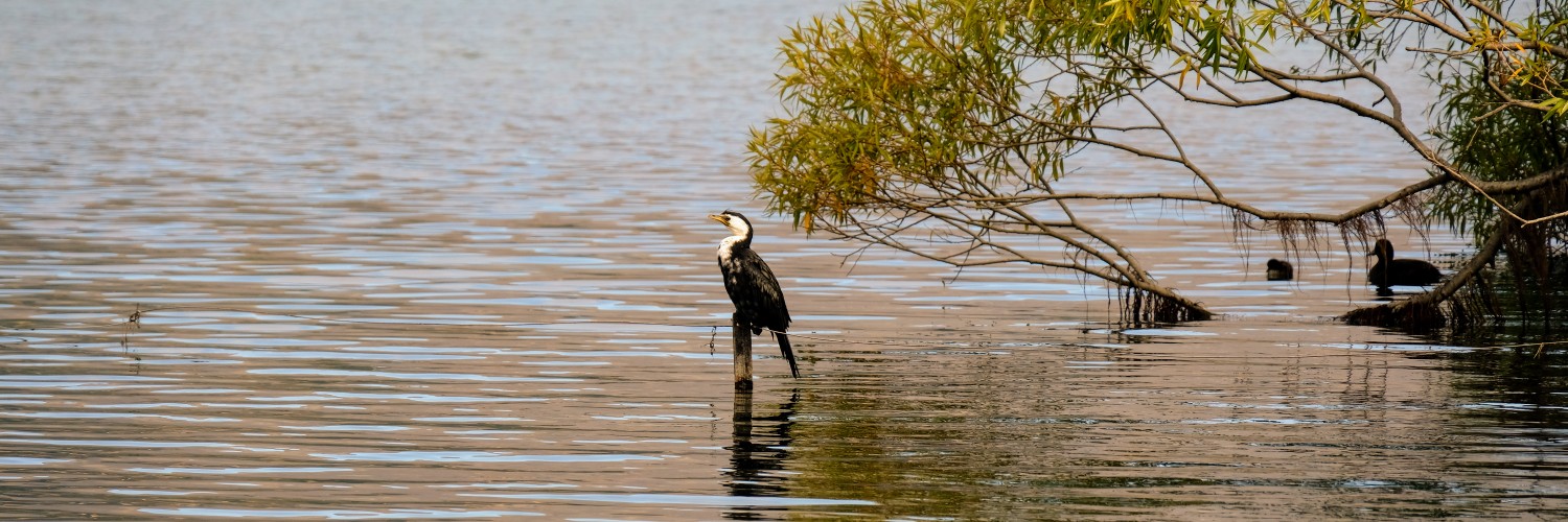 Shag on lake Wānaka