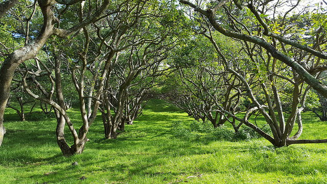 Avocado Grove at Ōtuataua Stonefields Avocado Grove at Ōtuataua Stonefields