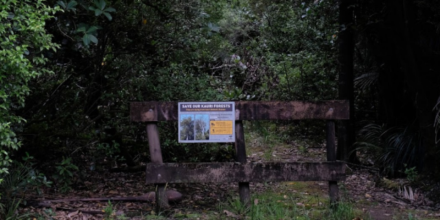 Kauri Dieback