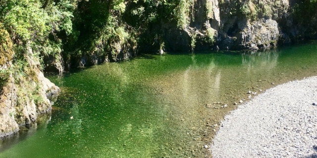 Hutt River in Kaitoke Regional Park