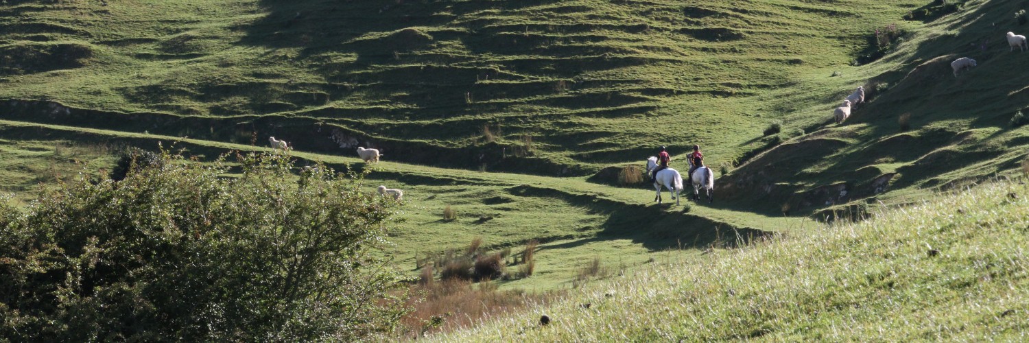 Battle Hill horses 1