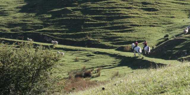 Battle Hill horses 1