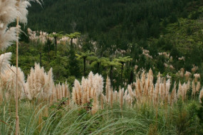 Puhoi