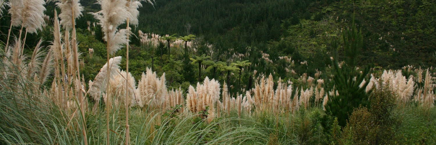 Puhoi