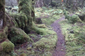 Longwood Forest