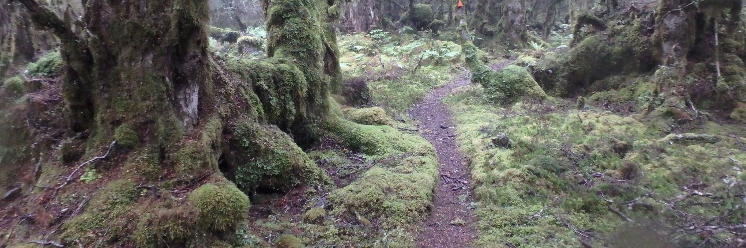 Longwood Forest