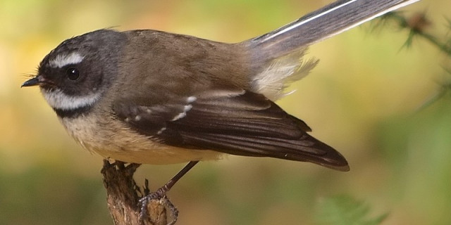 piwakawaka 1