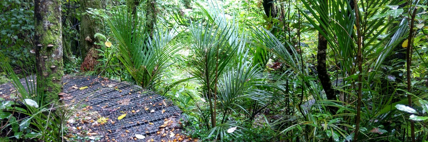 Coronation Domain Walk Greymouth A