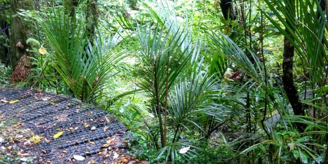 Coronation Domain Walk Greymouth A
