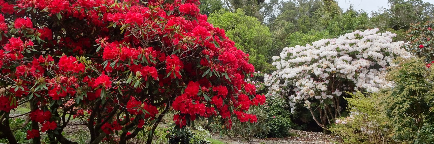 Pukeiti Rhododendron