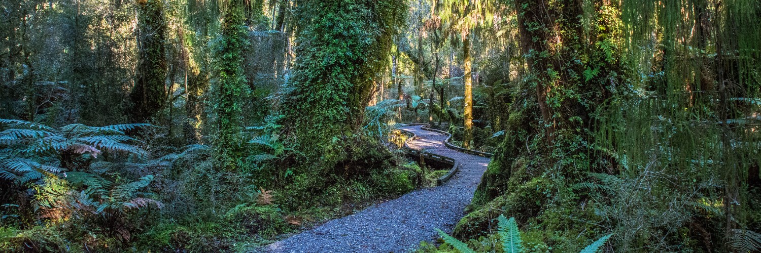 Swamp Forest Walk Ship Cove