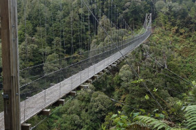 Pureora Forest Timber Trail
