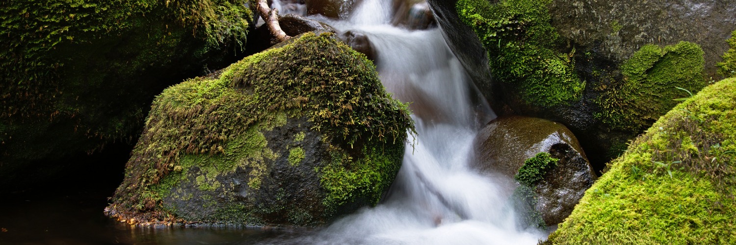 Takitimu Forest
