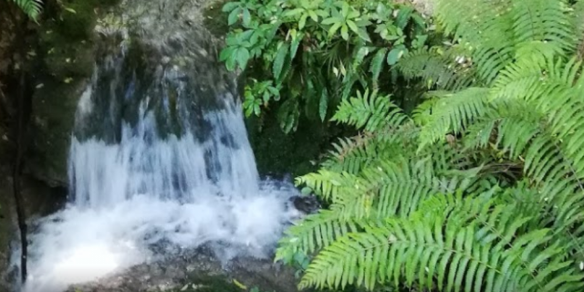 white pine bush scenic reserve