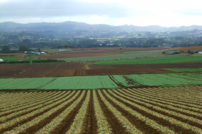 View eastwards from Pukekohe Hill