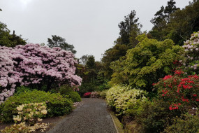 Pukeiti Rhododendron Stroll