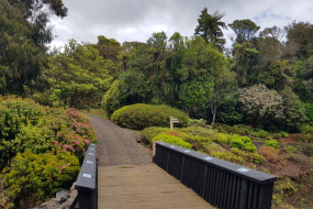 Pukeiti Rhododendron Stroll