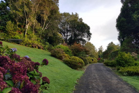 Pukeiti Rhododendron Stroll