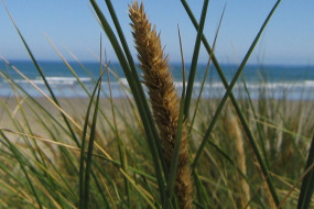 Oreti Beach