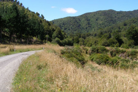 Maungakotukutuku Scenic Reserve