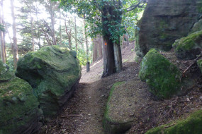 Track through Rooseville Park