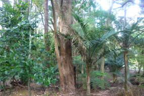 Rooseville Park Bush