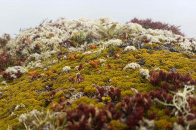 Hikurangi moss