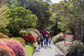 Pukeiti Rhododendron Stroll