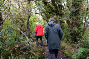 Walking through the forest on the way to Dawson Falls