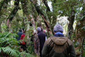 Walking through the forest on the way to Dawson Falls