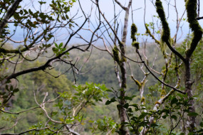 Forest on track to Dawson Falls