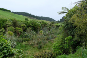 Plantings on the Herekawe Stream