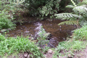 Trelissick Park