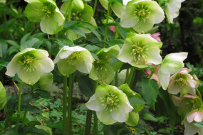 Tupare Hellebores
