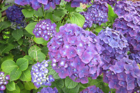 Tupare Hydrangea Montgomery