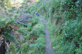 Track in the lower reaches of Korokoro stream