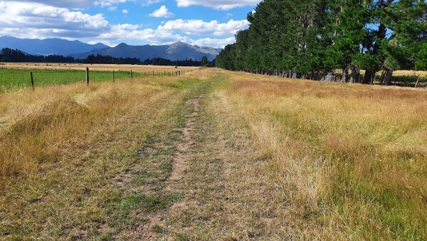 PPhoto of unformed legal road in Hurunui, by Mary-Anne Baxter