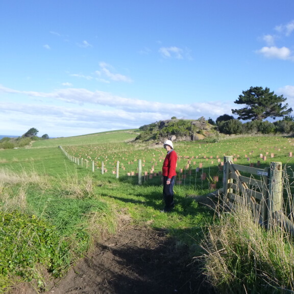 04 Native plantings