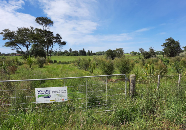 Waikato river care - riparian planting