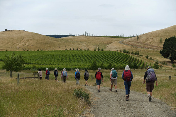 Waipara Vineyard Trail