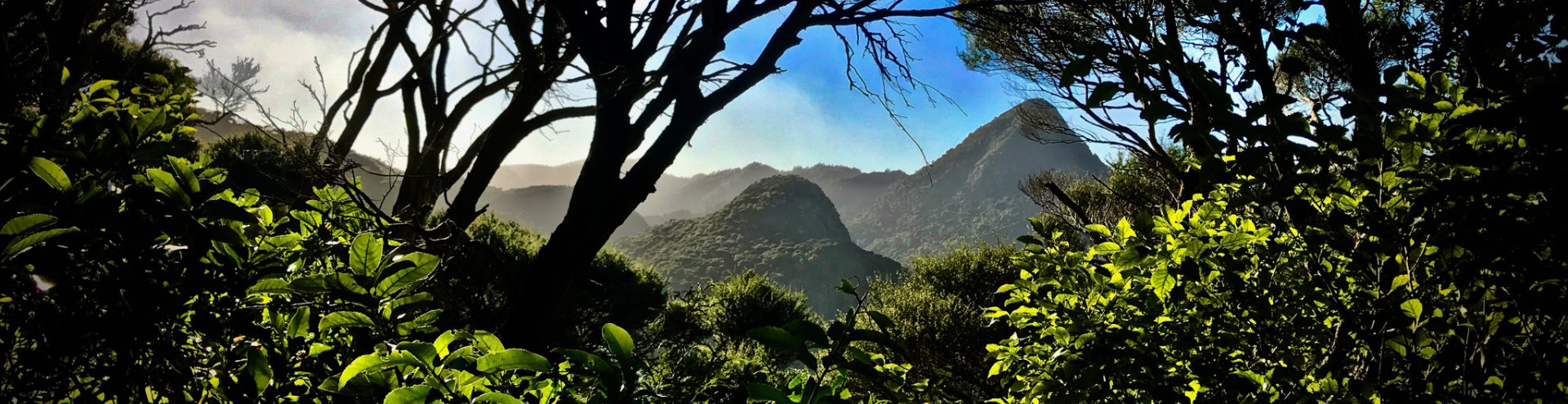 Walking Waitakere Ranges