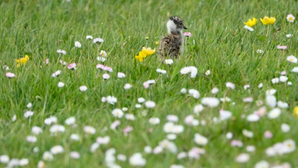 Scottish lapwing chick