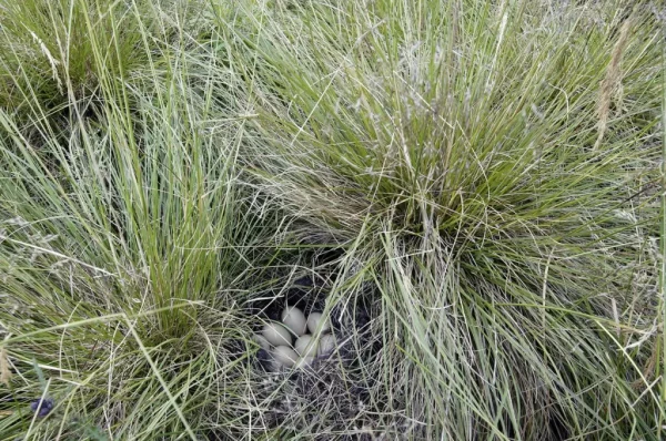 Tufted duck nest in Scotland